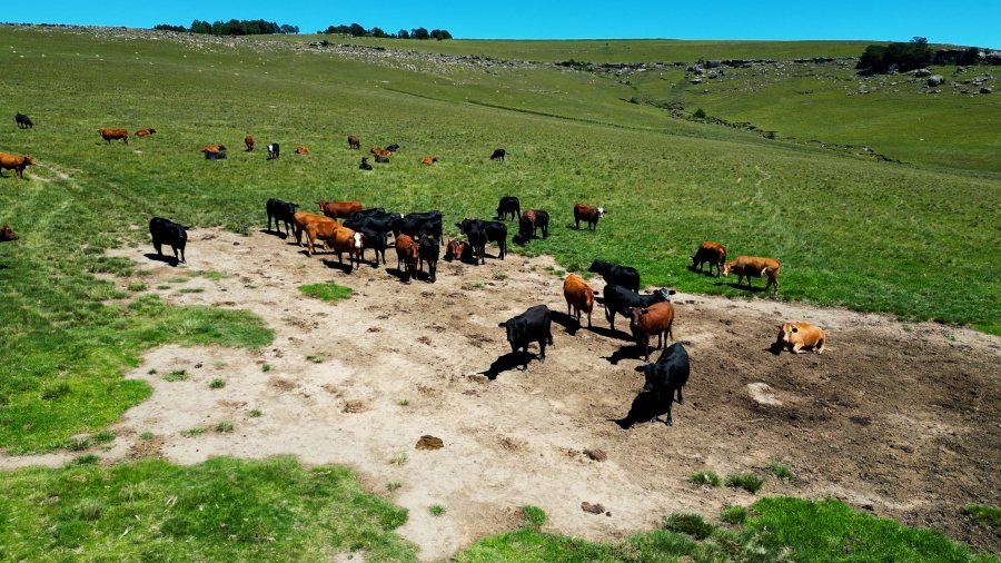 0 Bedroom Property for Sale in Maclear Rural Eastern Cape